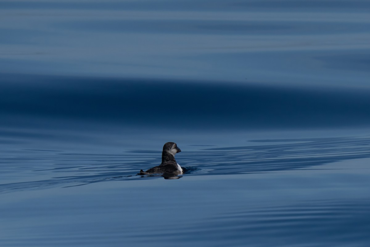Atlantic Puffin - ML644439549