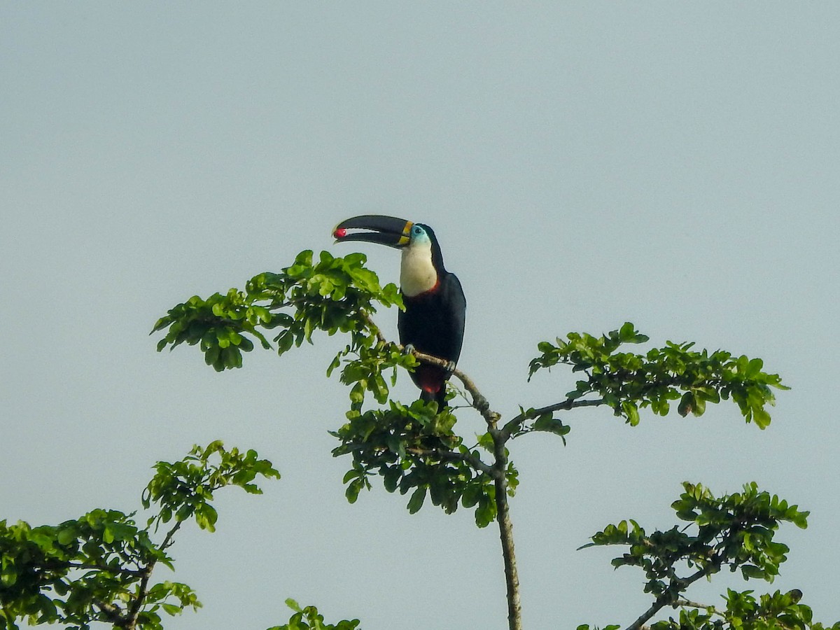 White-throated Toucan (Cuvier's) - ML644439550
