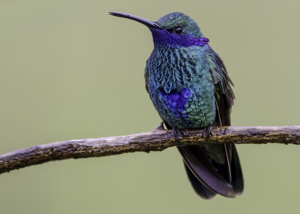 Sparkling Violetear - ML644439552