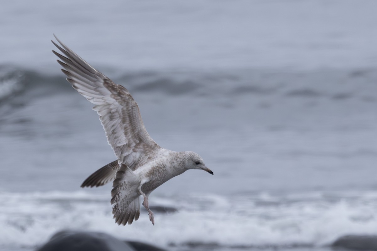 Black-tailed Gull - ML644439553