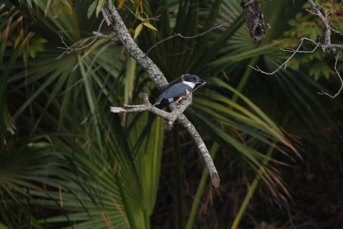 Belted Kingfisher - ML644439554