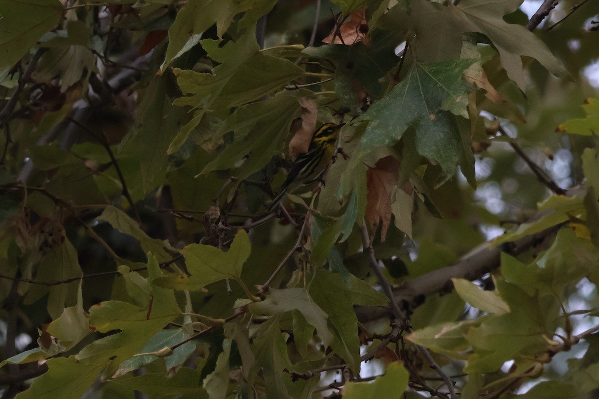 Townsend's Warbler - ML644439563