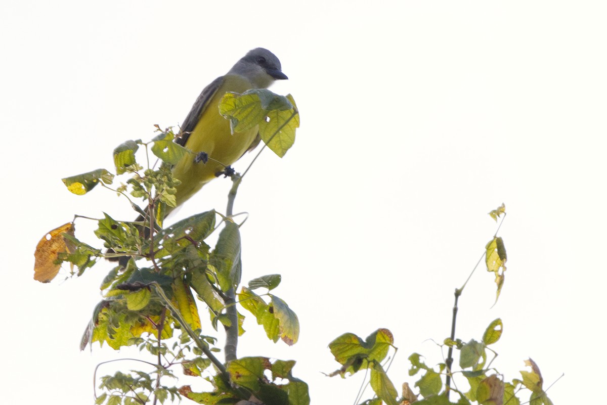 Couch's Kingbird - ML644439564