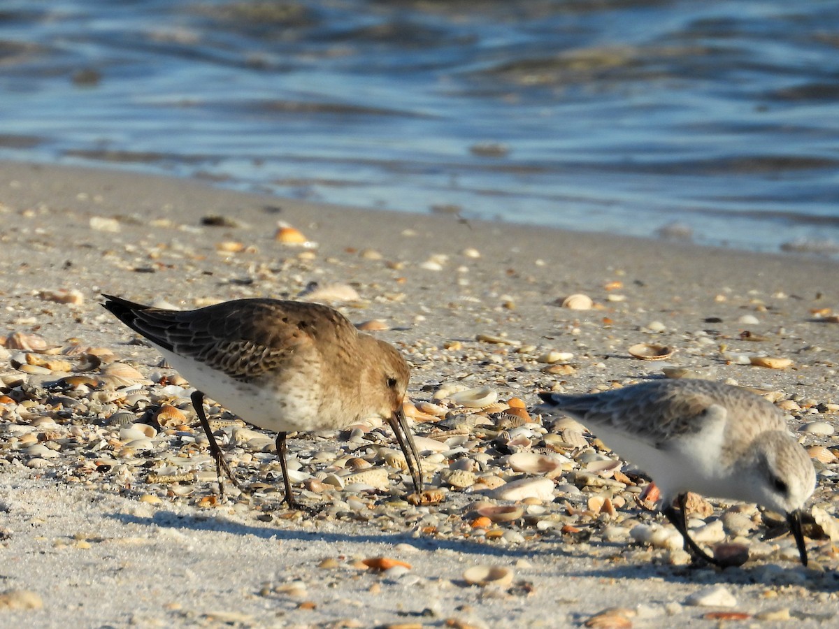 Alpenstrandläufer - ML644439567