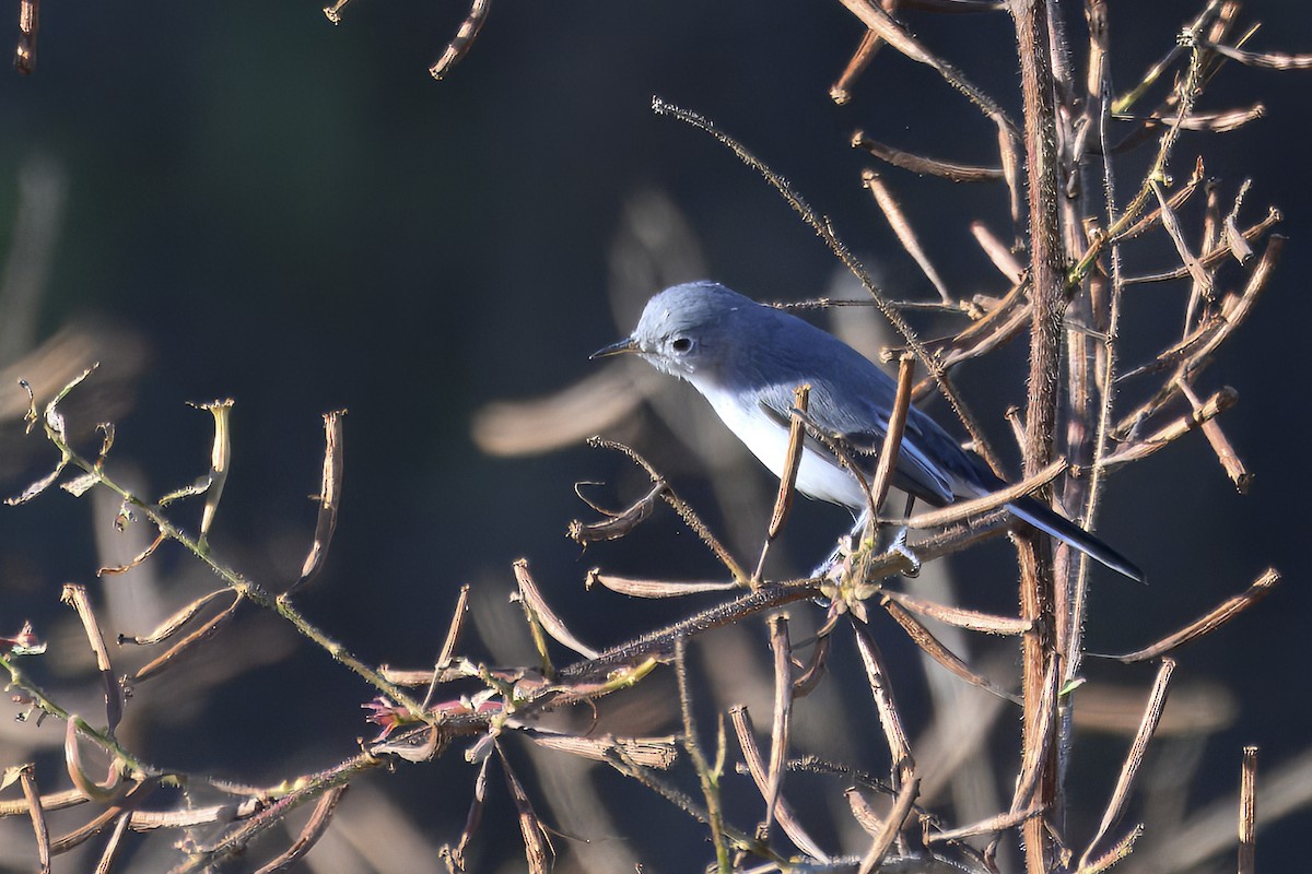 Perlita Grisilla - ML644439569