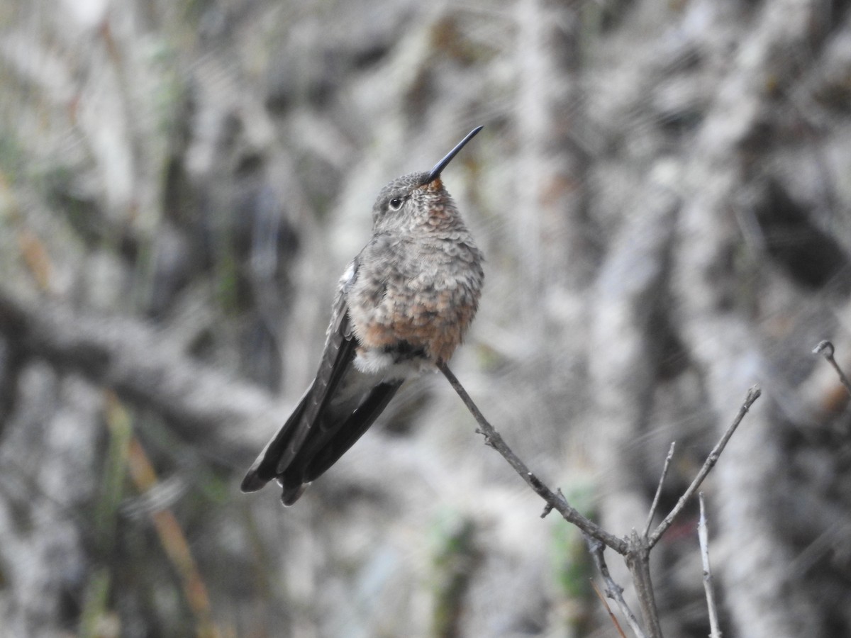 Giant Hummingbird - ML644439581