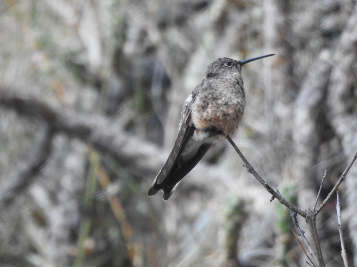 Giant Hummingbird - ML644439582
