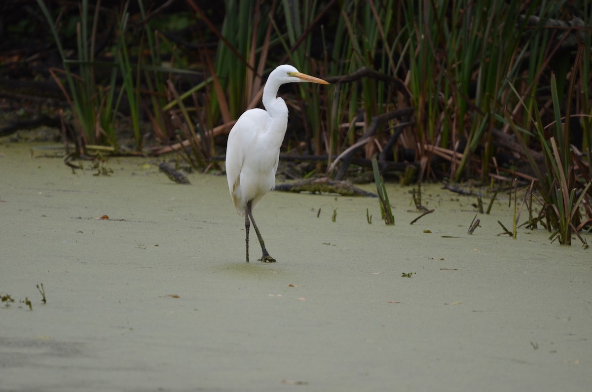 egretthegre - ML644439596