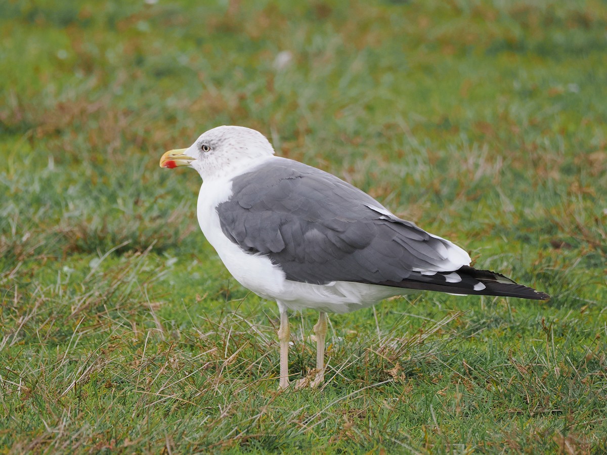Lesser Black-backed Gull - ML644439599