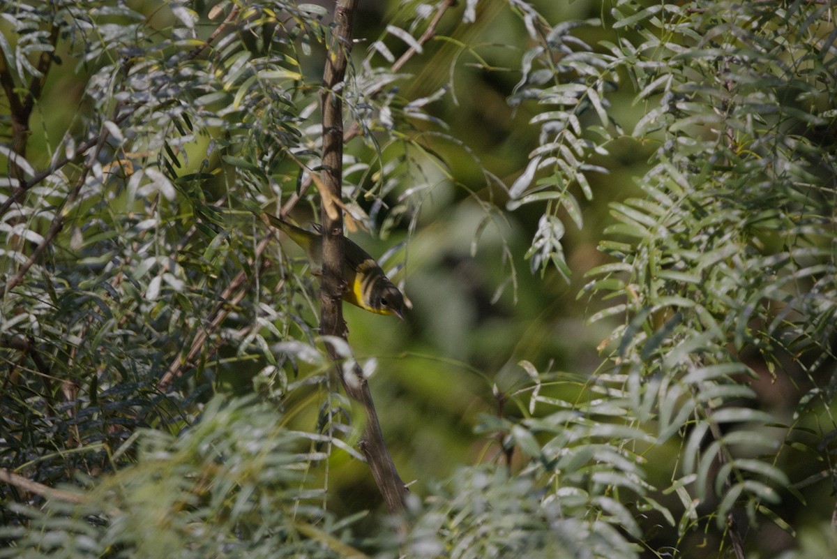 Common Yellowthroat - ML644439601