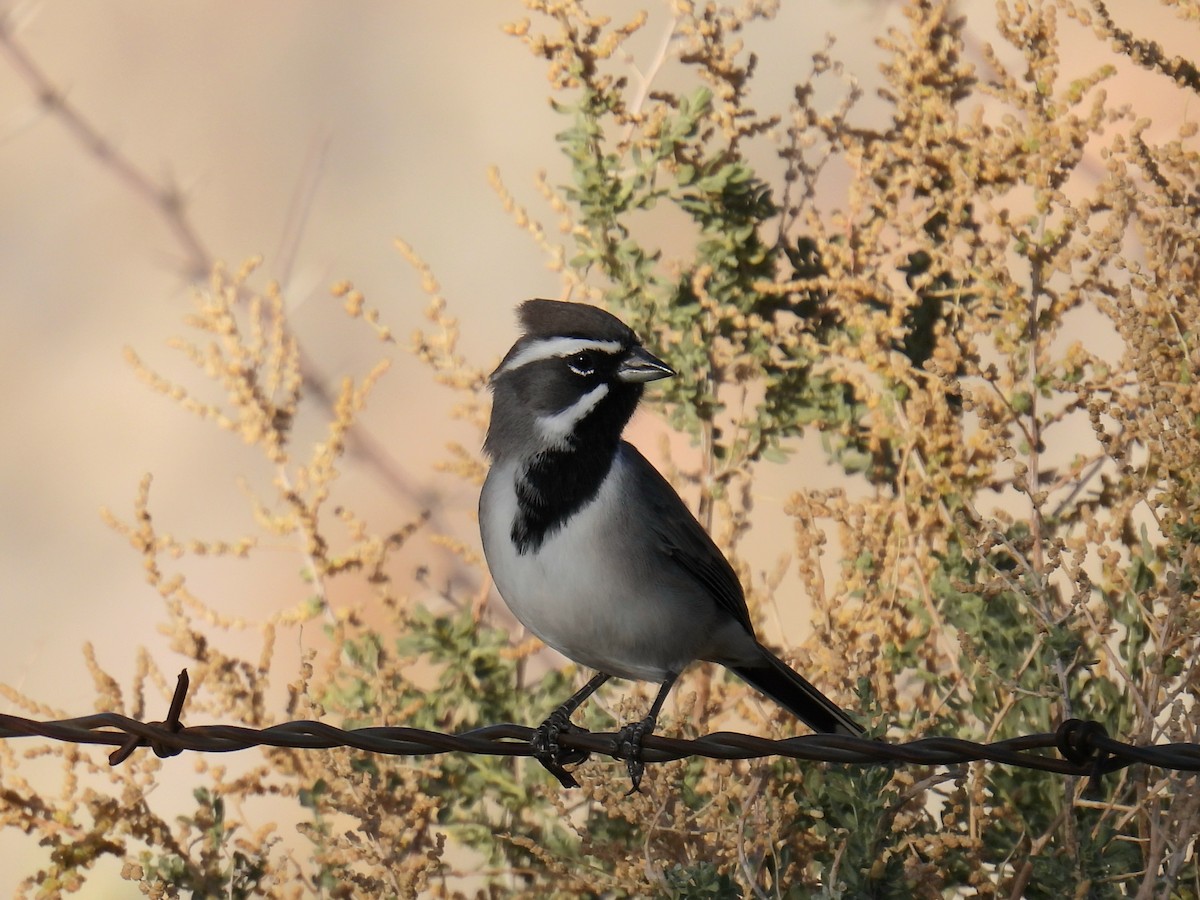 Black-throated Sparrow - ML644439611