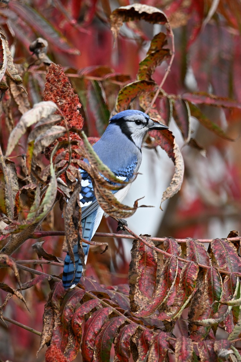 Blue Jay - ML644439617