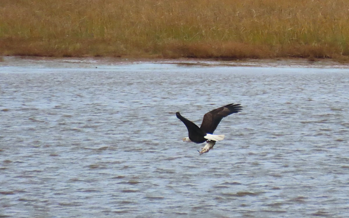 orel bělohlavý - ML644439619