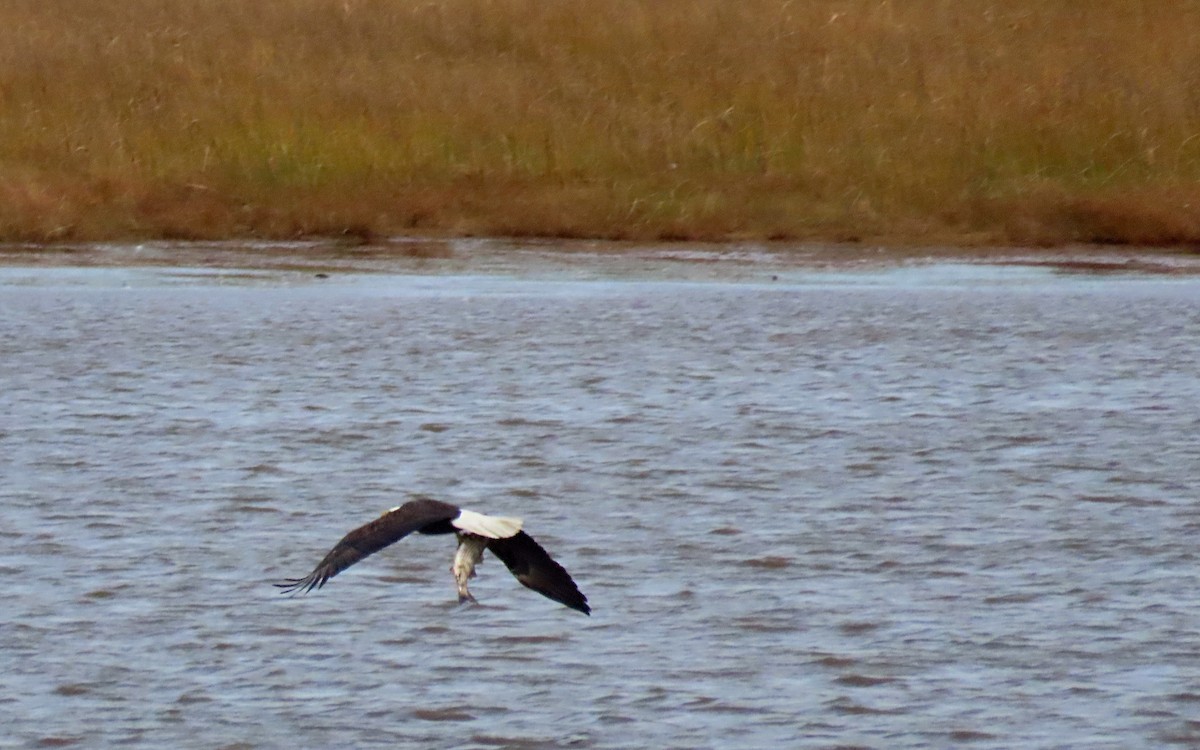 orel bělohlavý - ML644439622