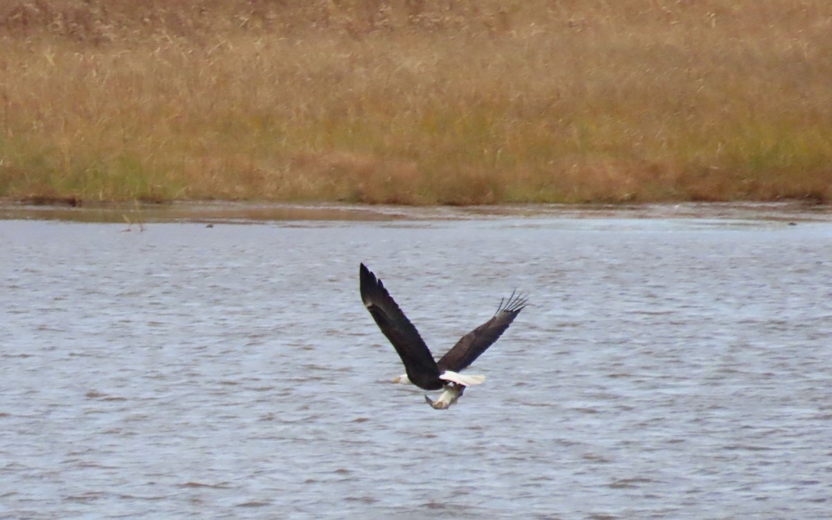 orel bělohlavý - ML644439625