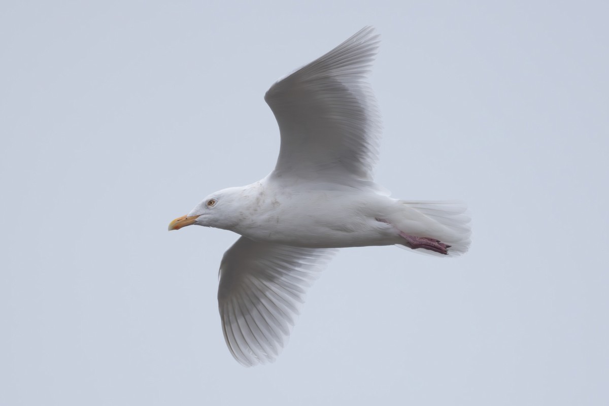 Ipar-kaioa - ML644439640