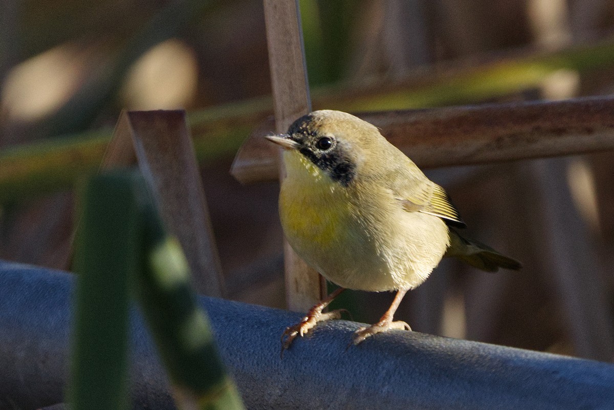 Common Yellowthroat - ML644439642