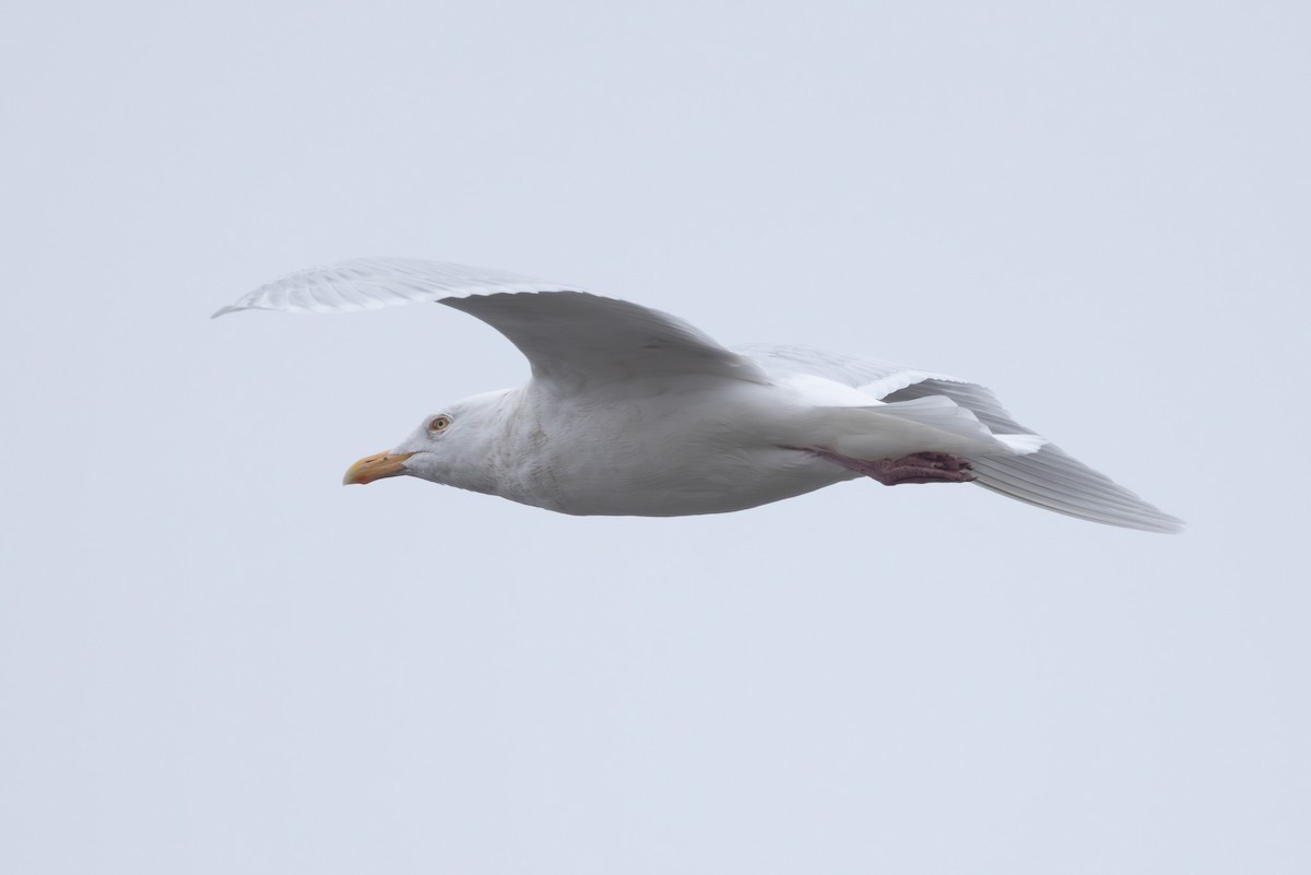 Ipar-kaioa - ML644439643