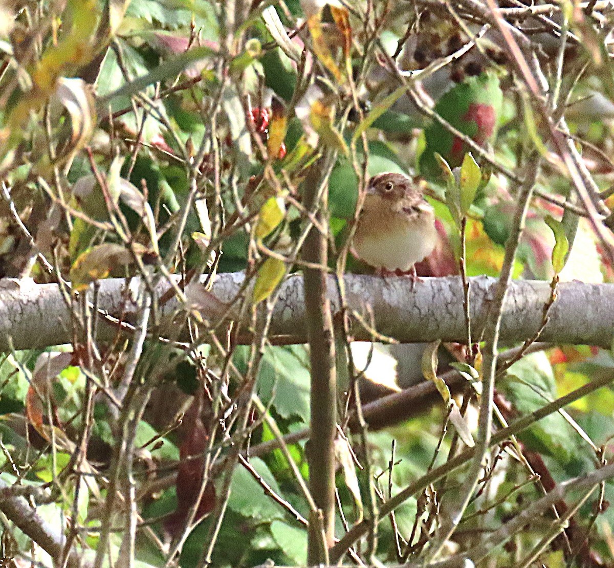 Bruant sauterelle - ML644439671