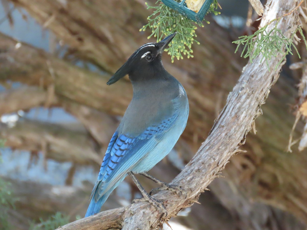 Steller's Jay - ML644439679