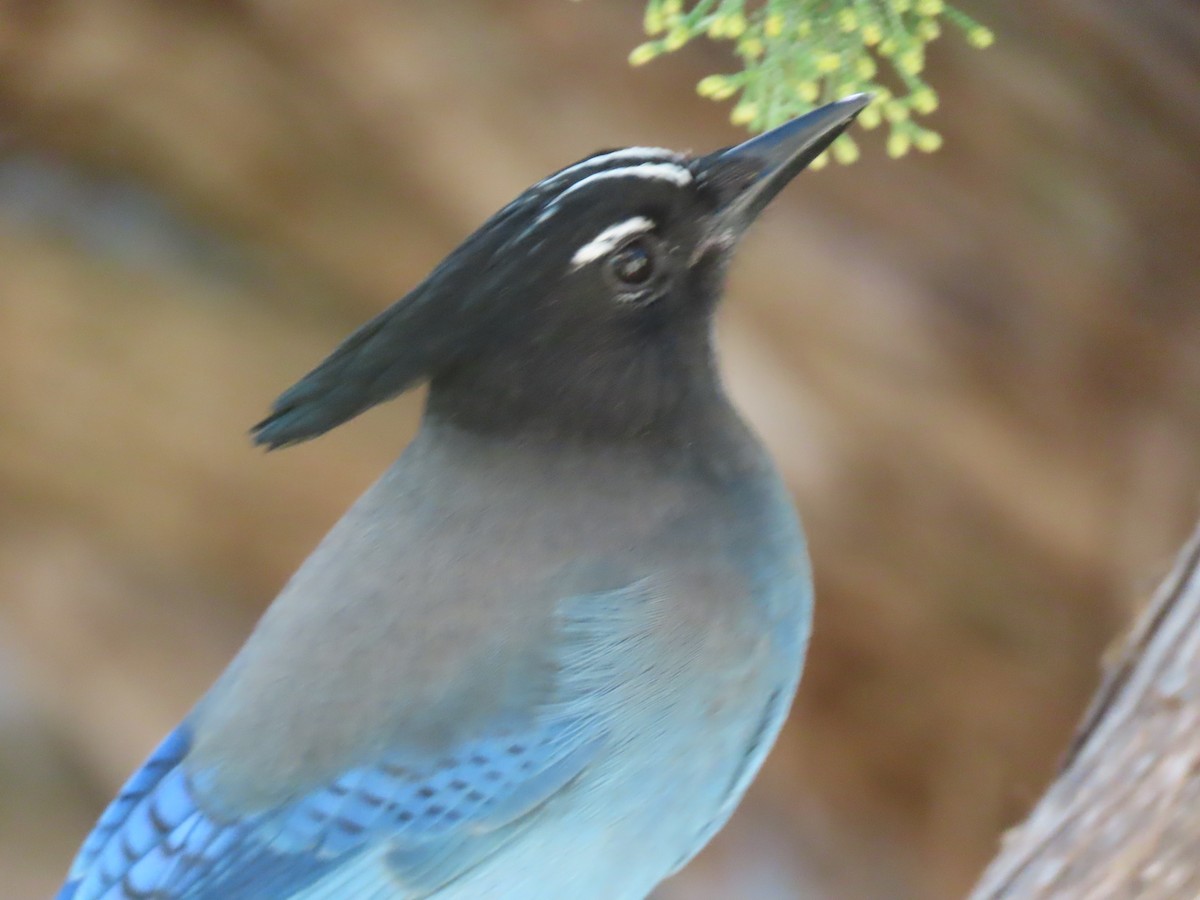 Steller's Jay - ML644439697