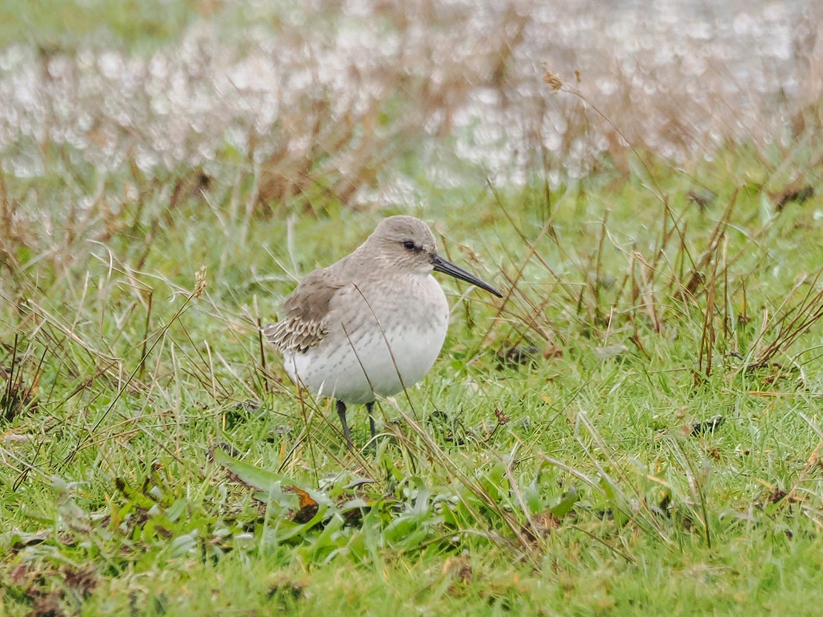 Alpenstrandläufer - ML644439704