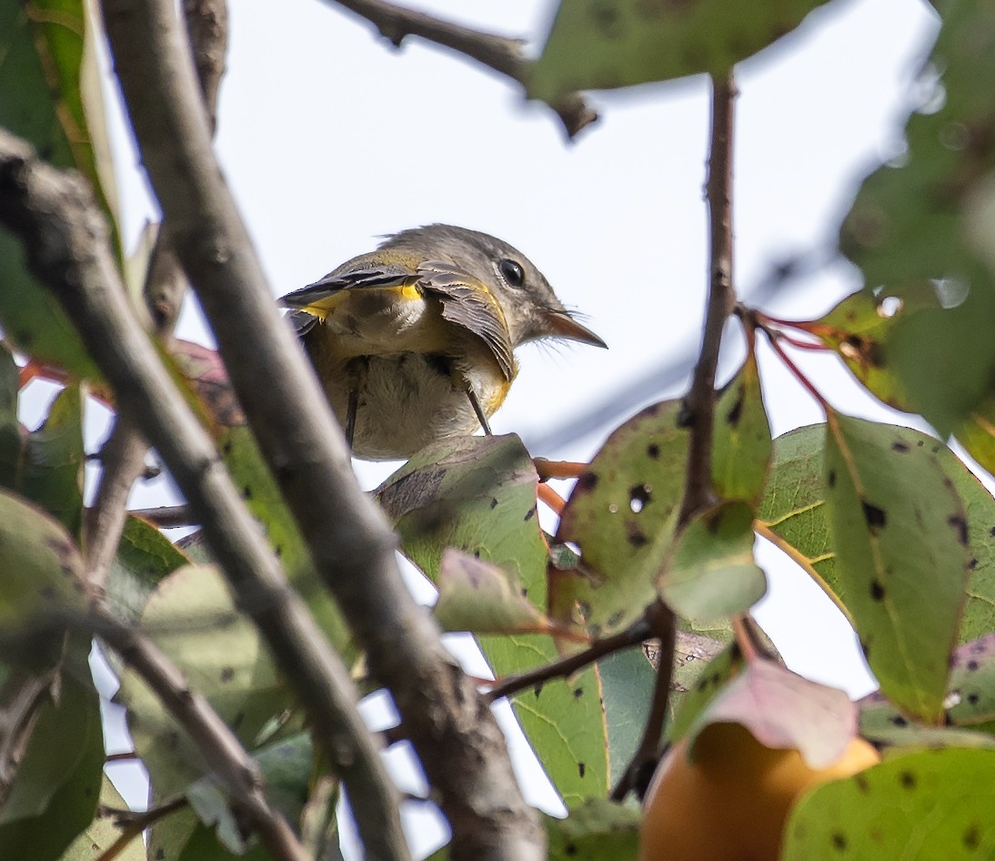 American Redstart - ML644439705