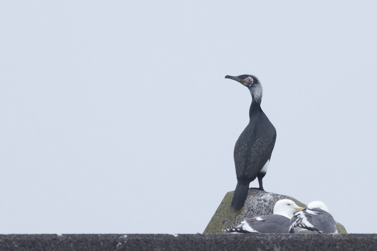 Japanese Cormorant - ML644439716