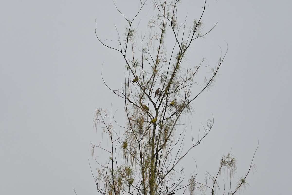 Turuncu Göğüslü Yeşil Güvercin - ML644439742