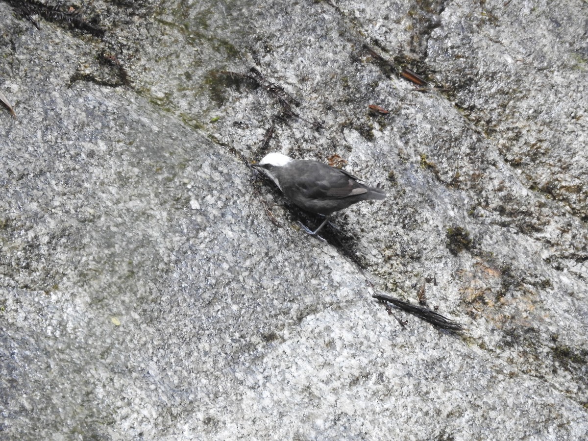 White-capped Dipper - ML644439774