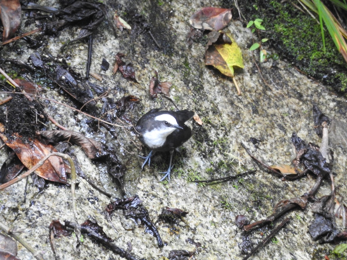 White-capped Dipper - ML644439775