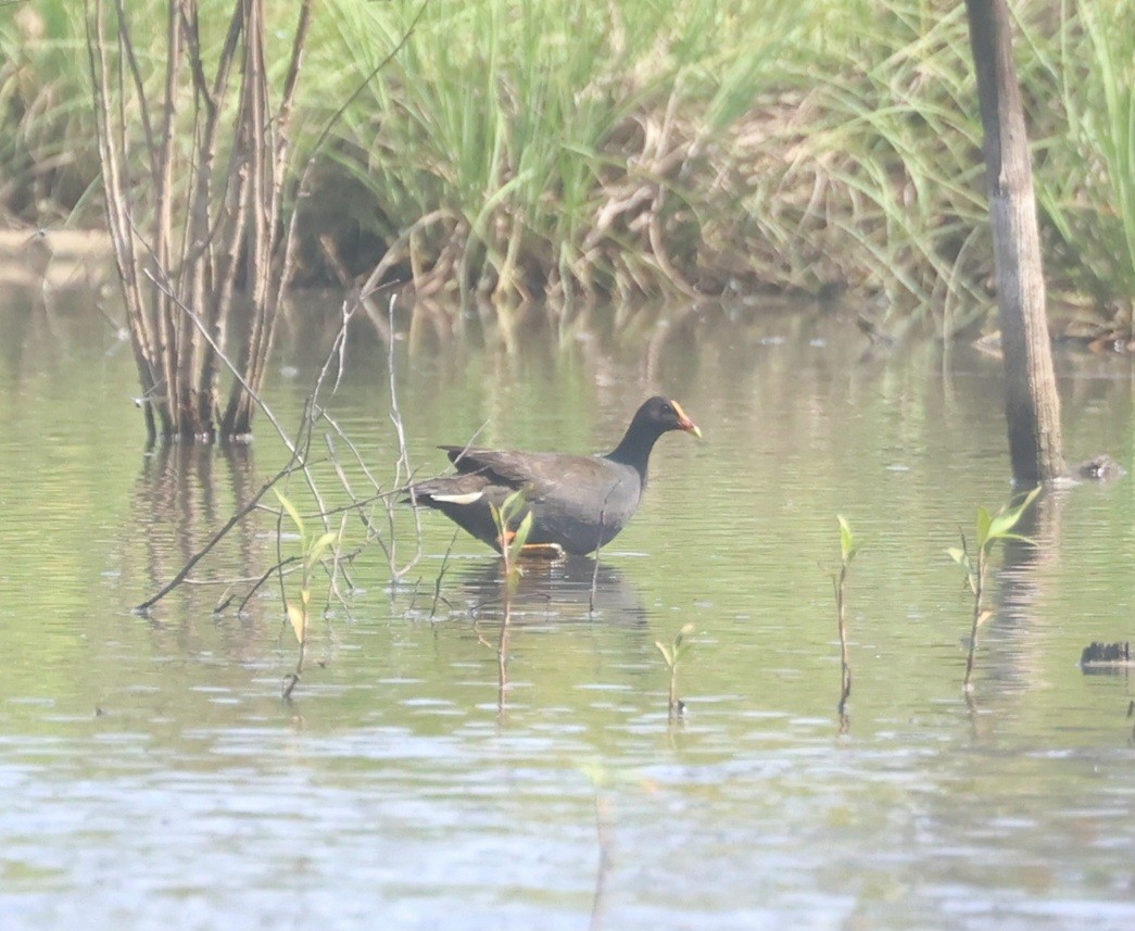Dusky Moorhen - ML644439785