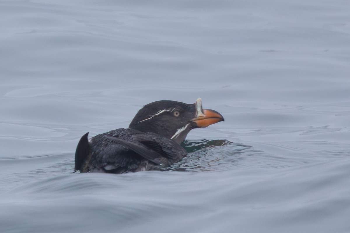 neshornlunde - ML644439786