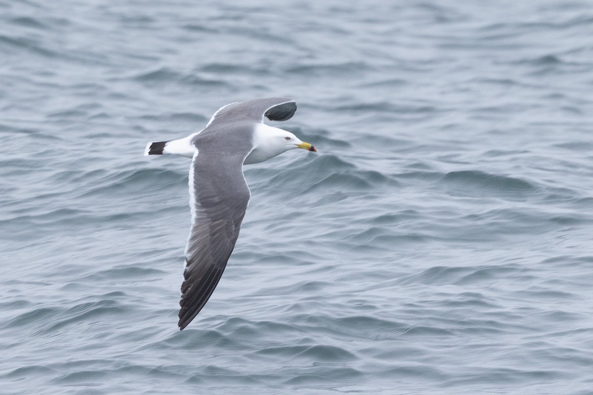 japanmåke - ML644439803