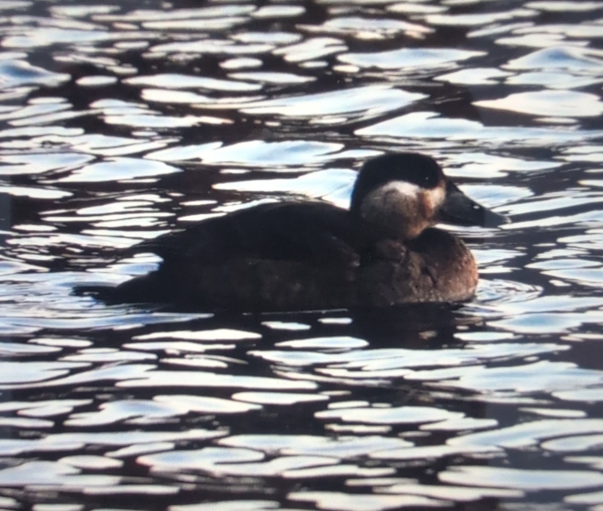 Surf Scoter - ML644439808
