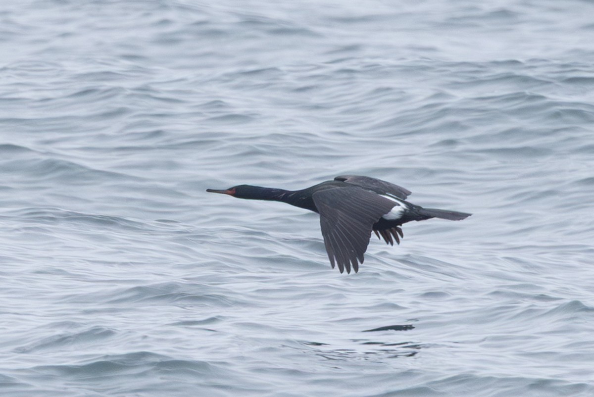 rødmaskeskarv - ML644439841