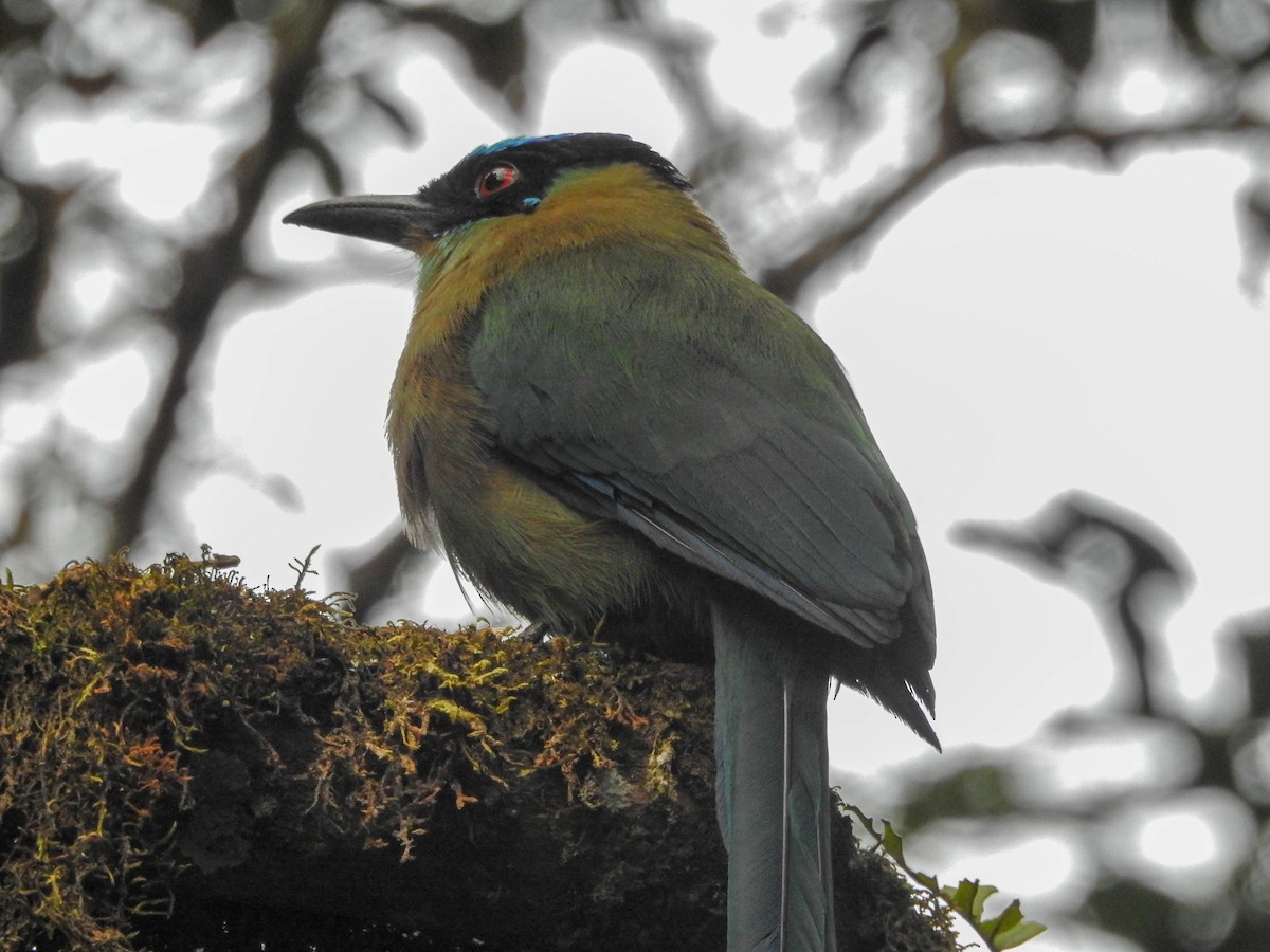 Andean Motmot - ML644439848