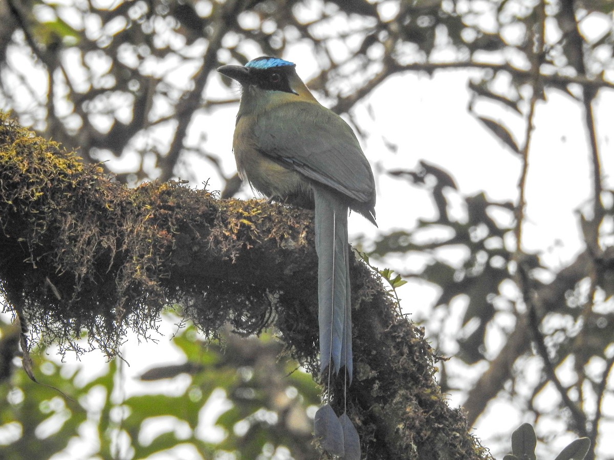 Andean Motmot - ML644439849