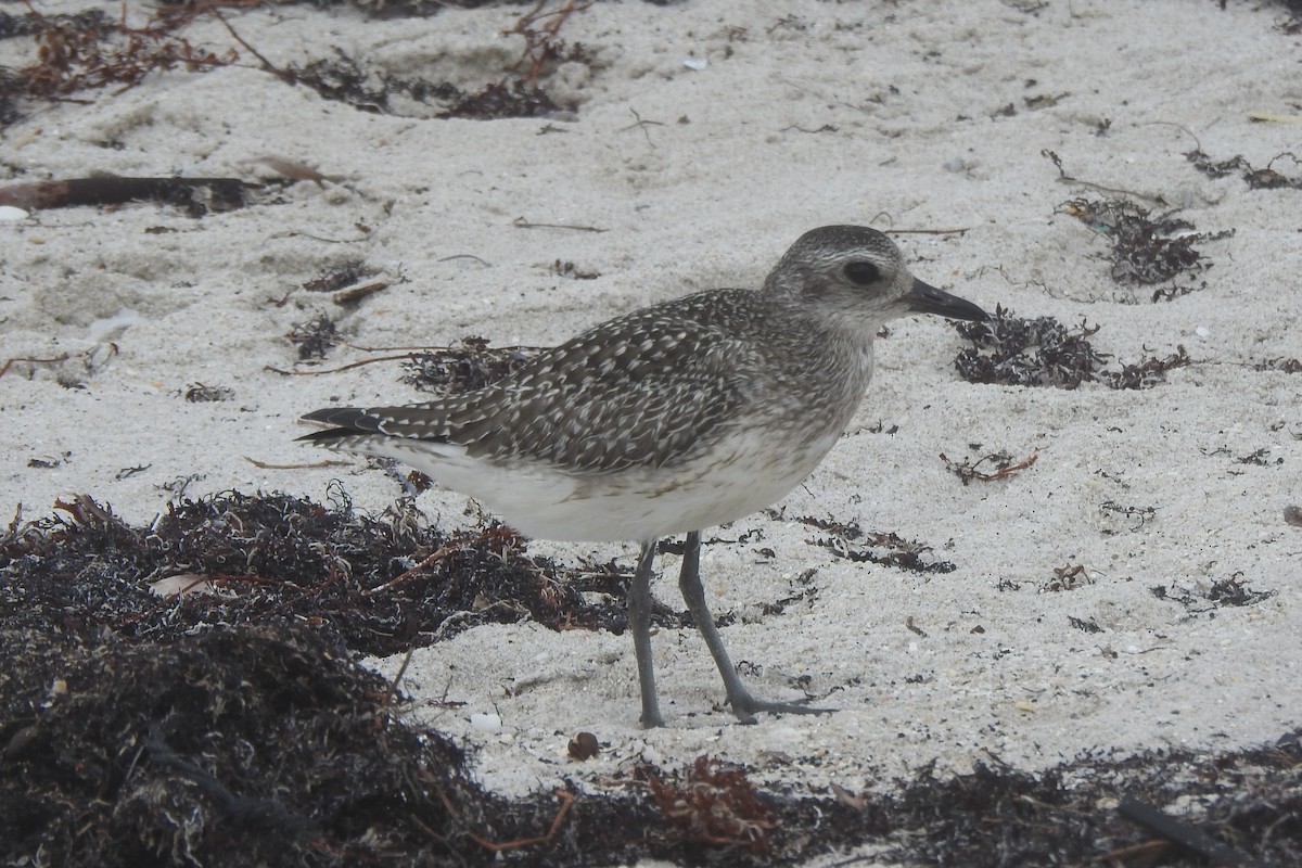 Pluvier argenté - ML644439854