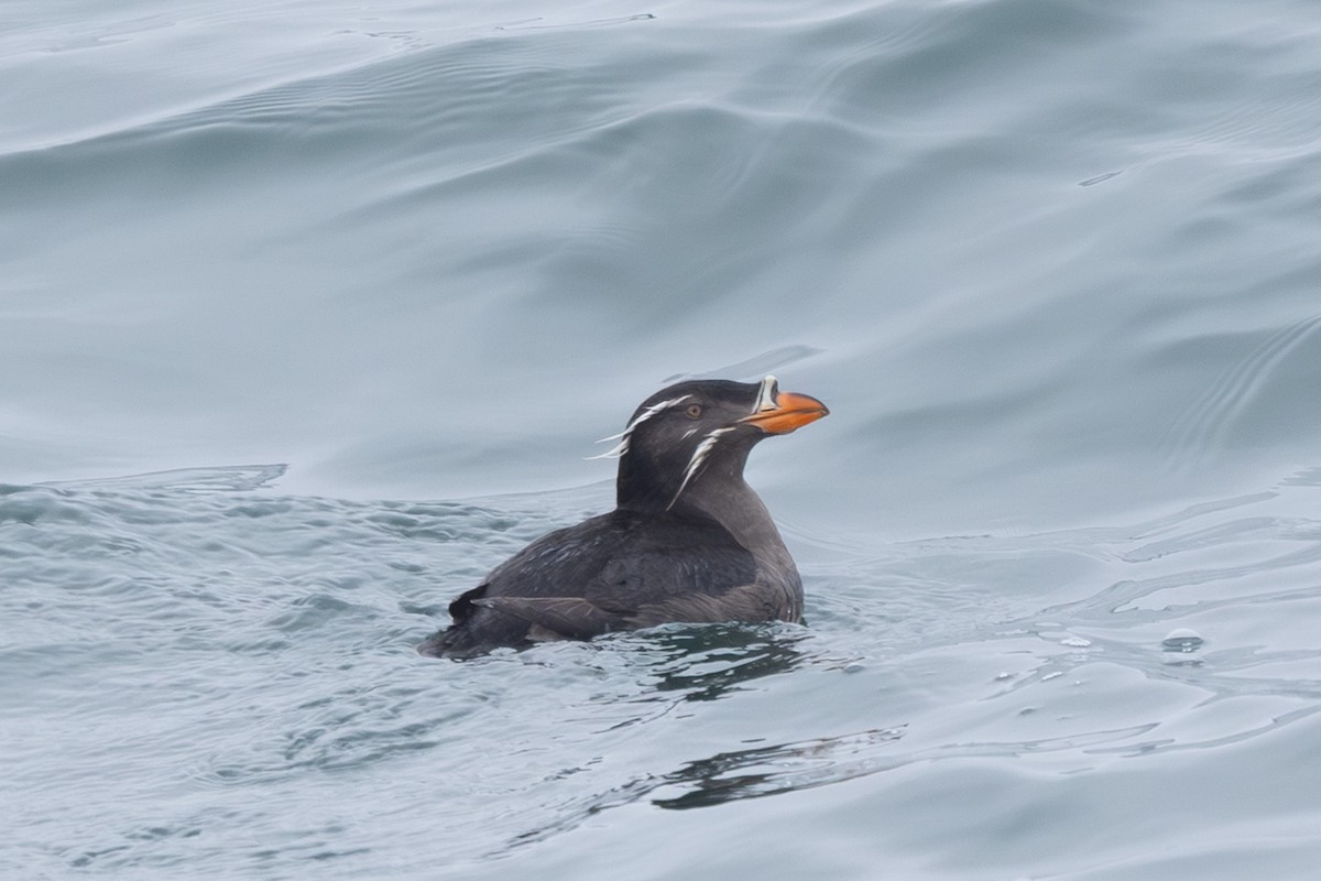 neshornlunde - ML644439856