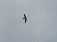 vlaštovka obecná - ML644439861