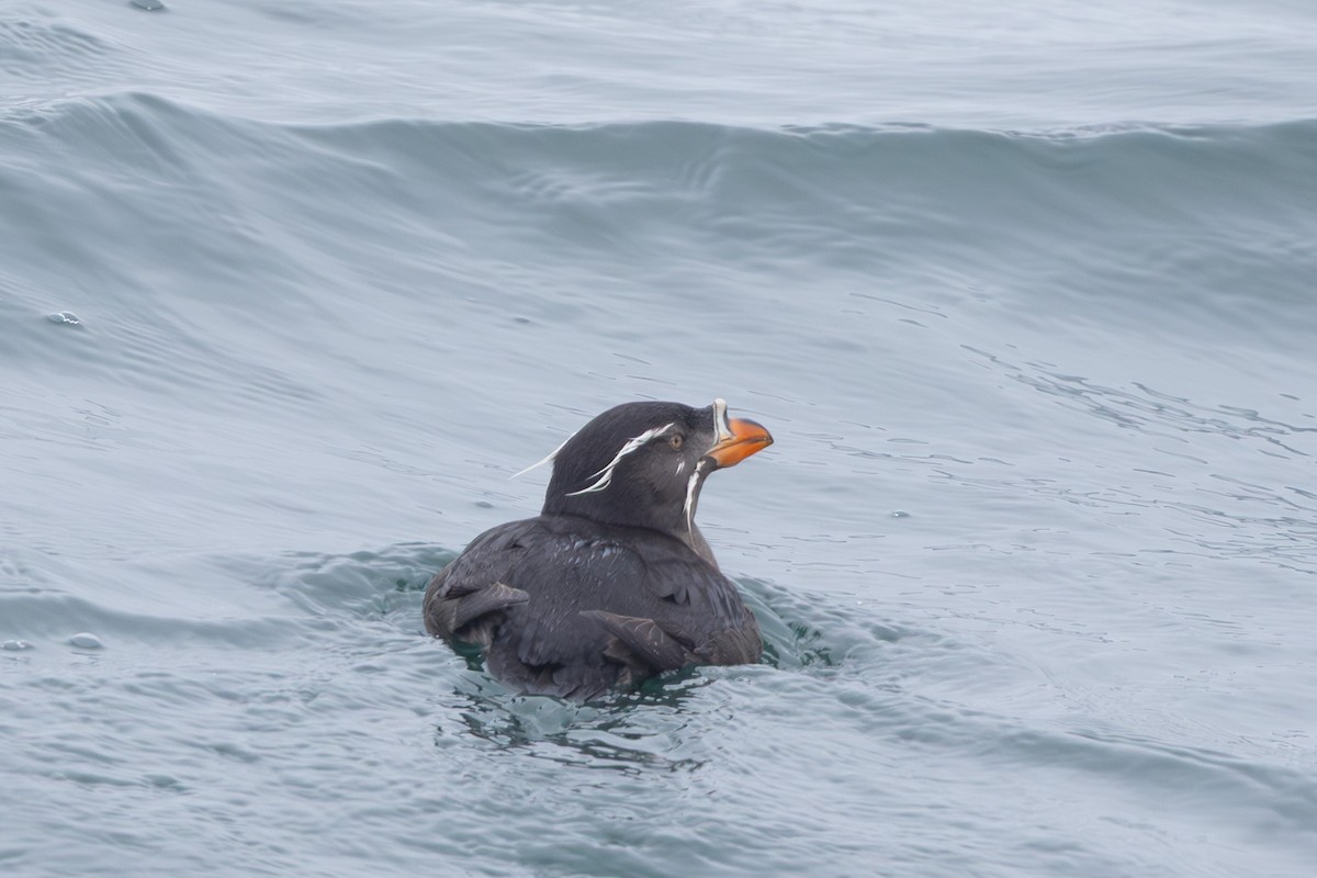 neshornlunde - ML644439863