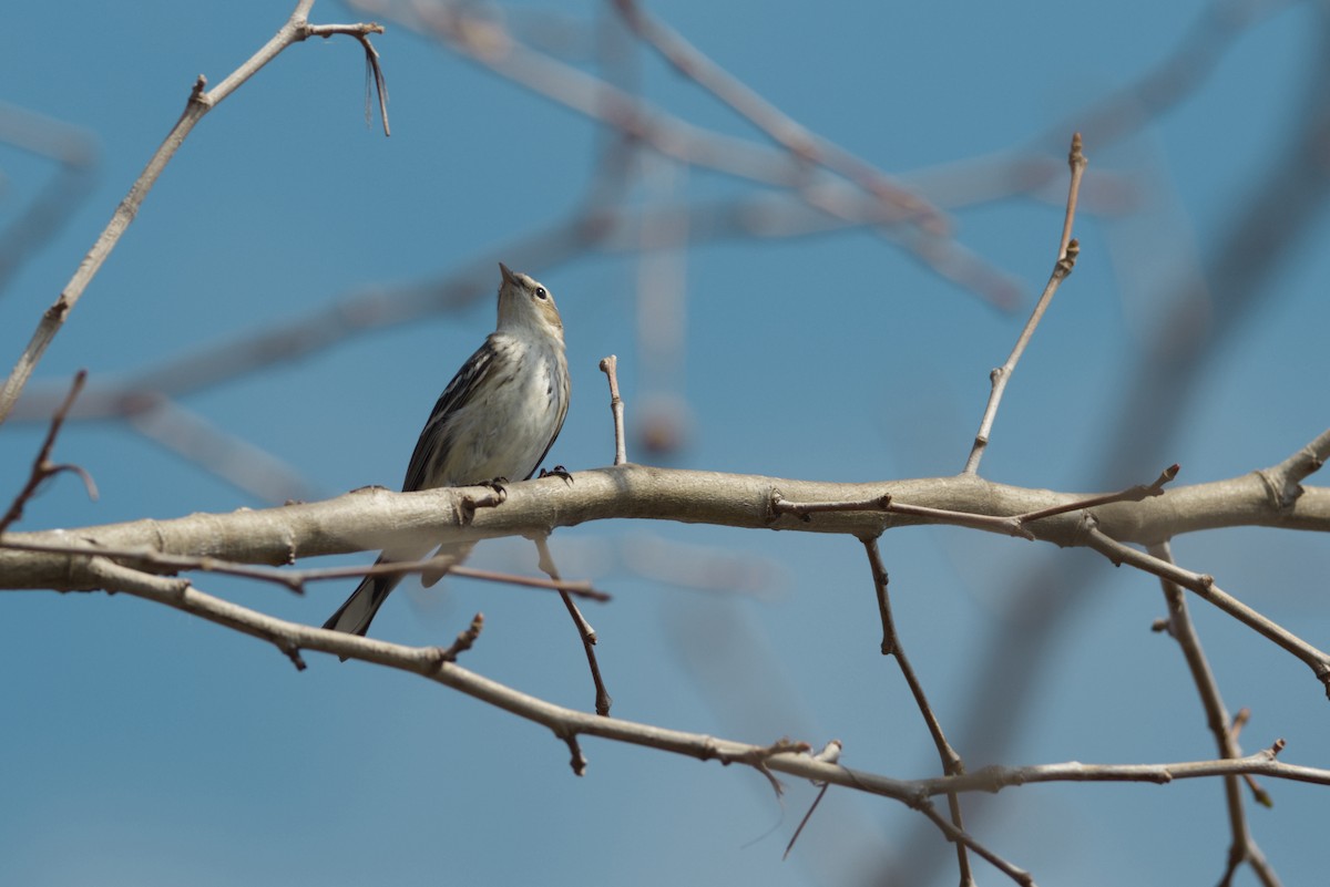 Sprague's Pipit - ML644439868