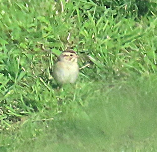 Bruant des plaines - ML644439872