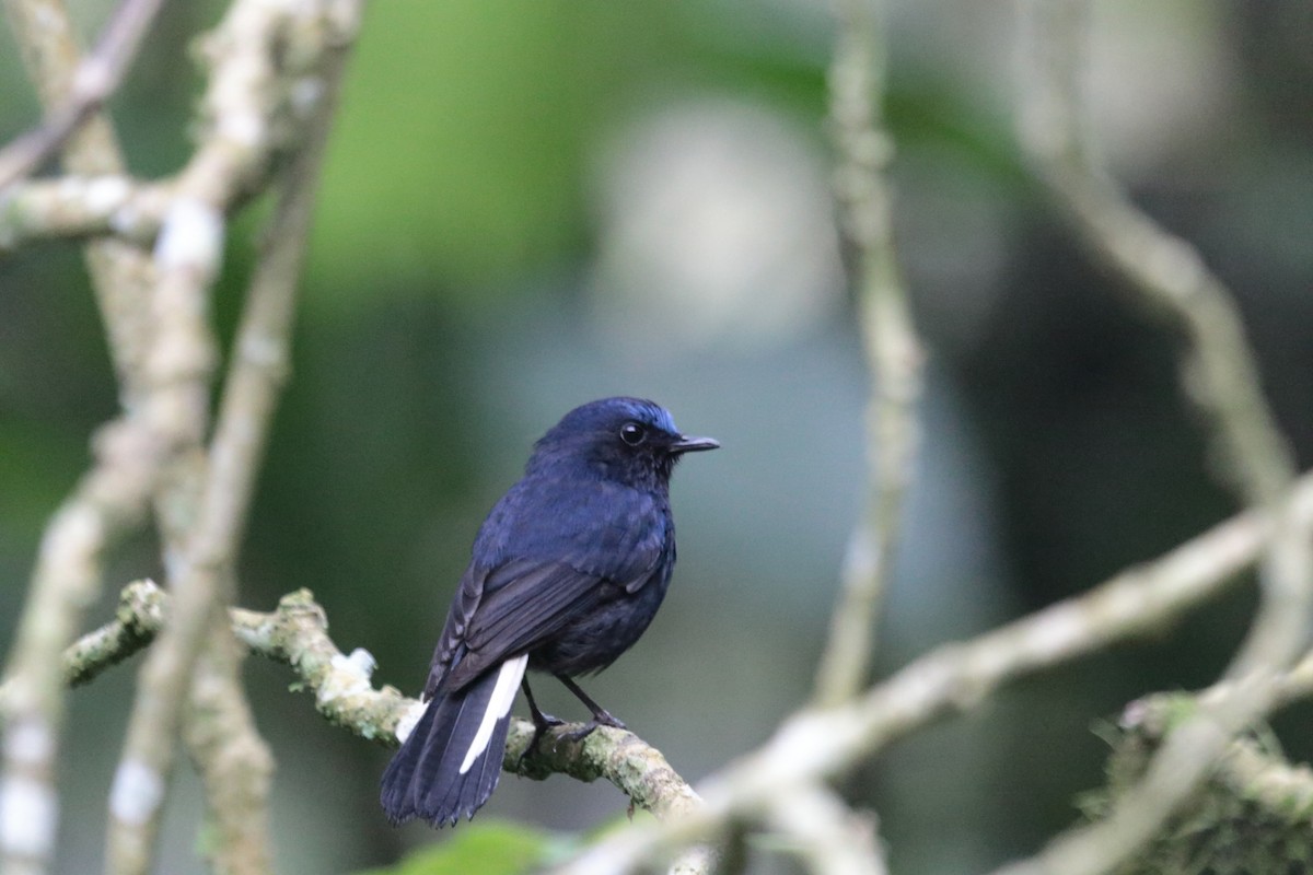White-tailed Robin - ML644439891