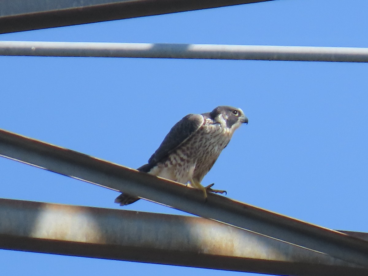 sokol stěhovavý - ML644439892