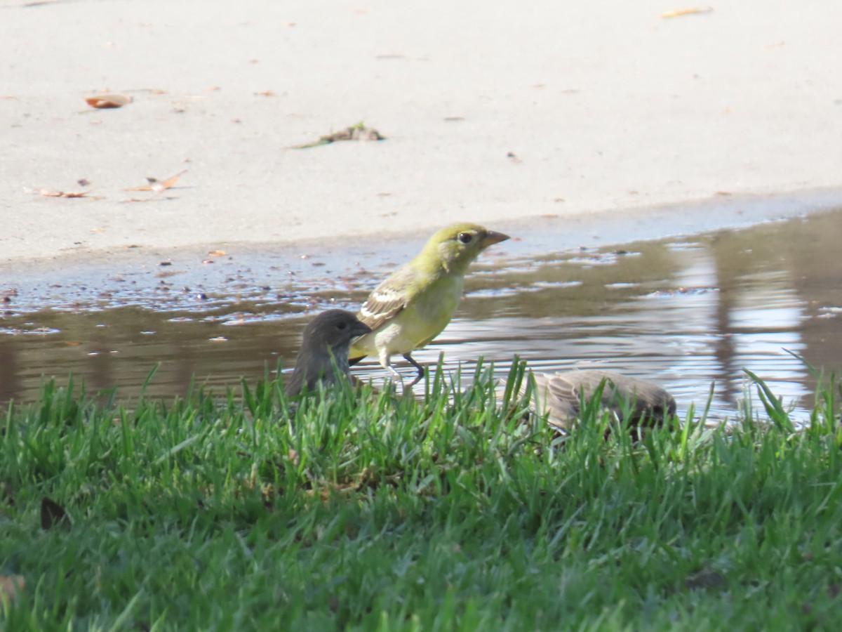 Желтоплечая пиранга - ML644439917