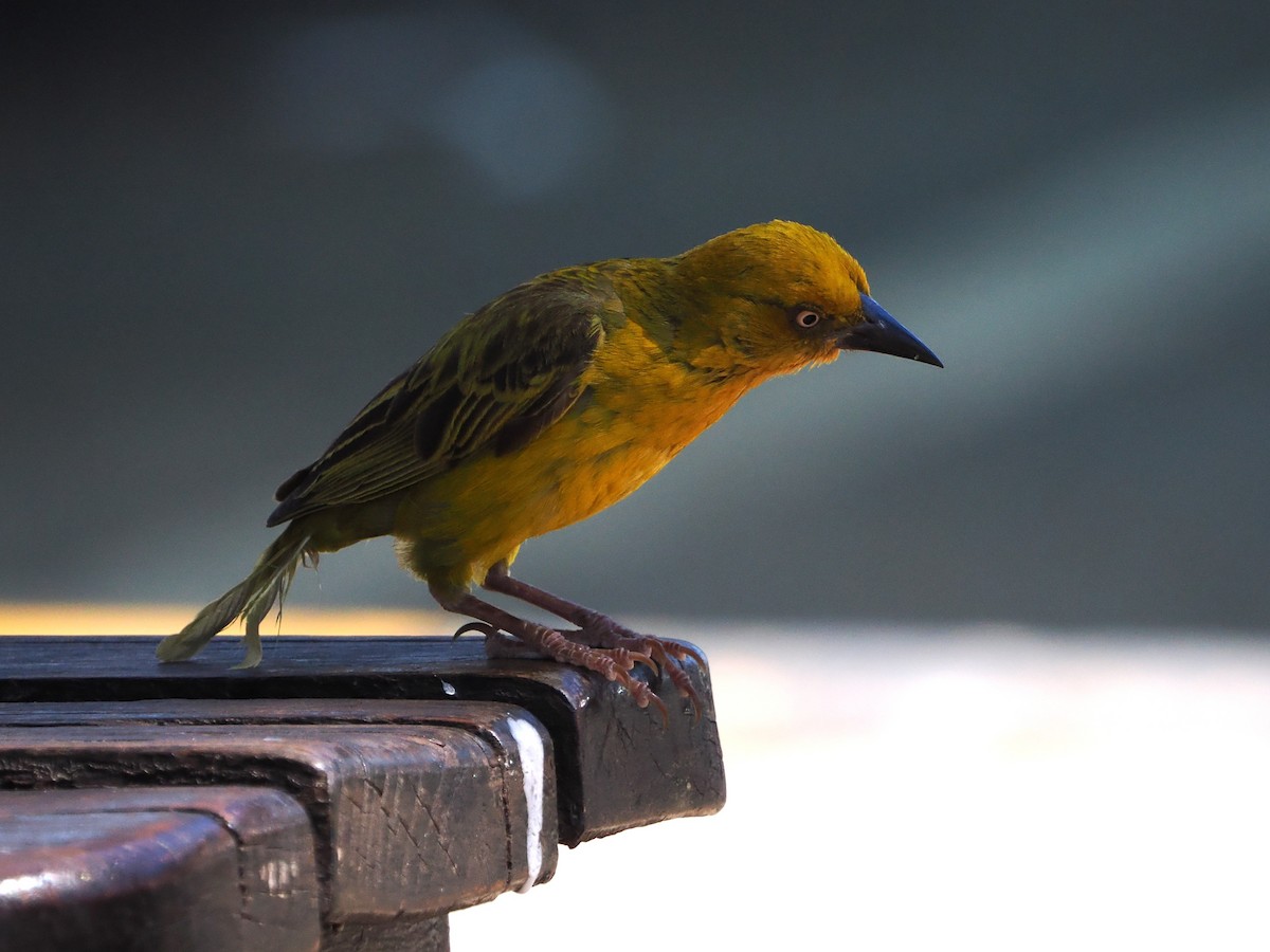 Cape Weaver - ML644439919
