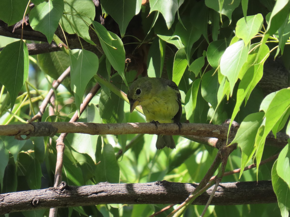 Желтоплечая пиранга - ML644439923