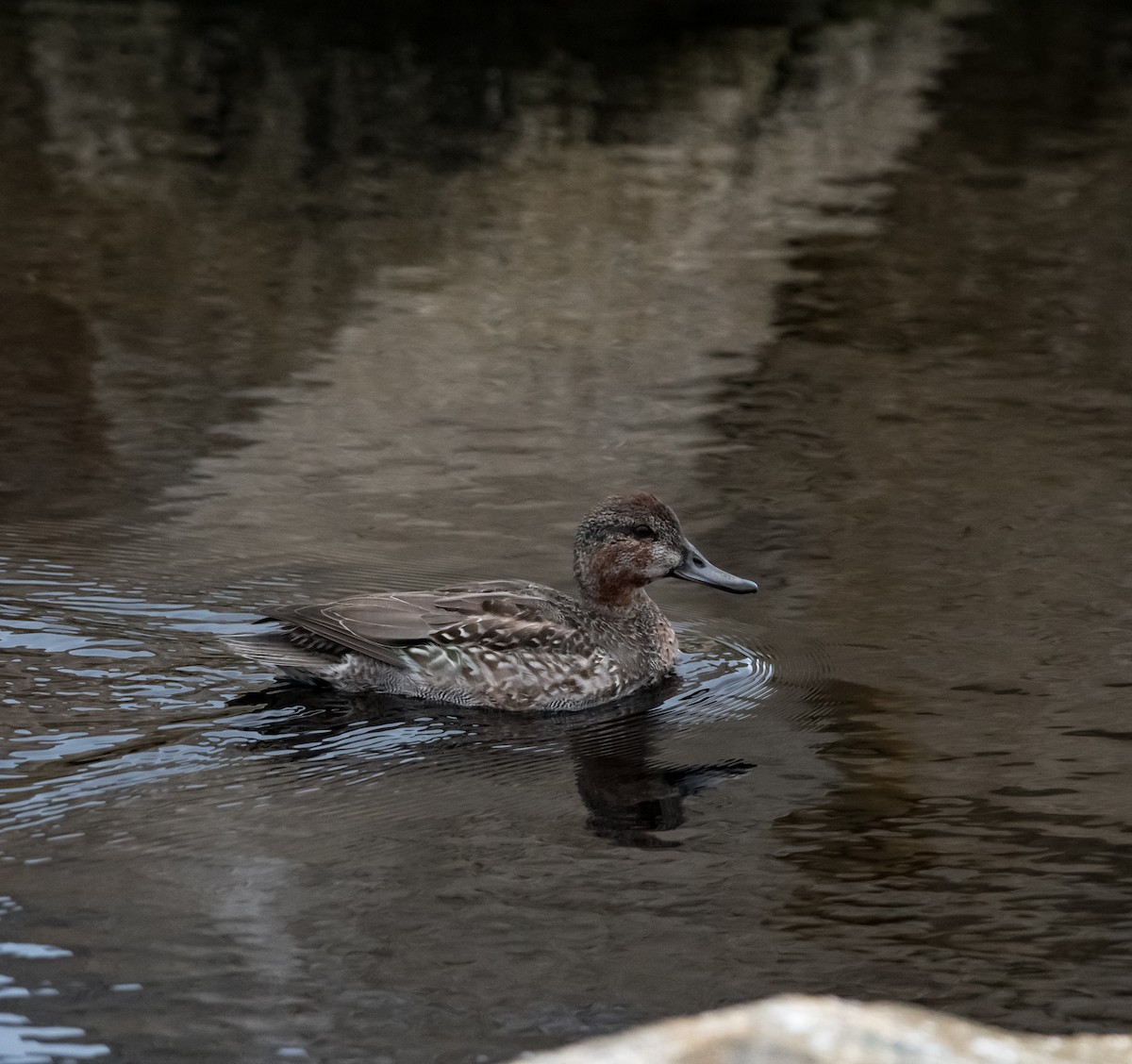 Zertzeta arrunta - ML644439938